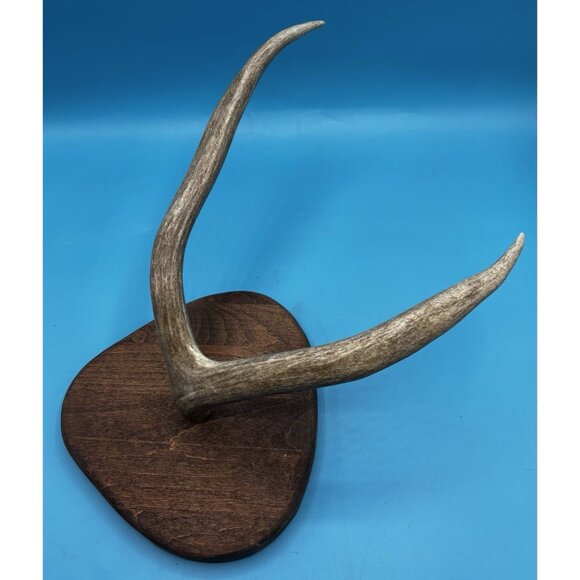 Rustic Mounted Deer Antler Display – Cabin Decor, Shed Antler on Wood Base - Picture 5 of 9